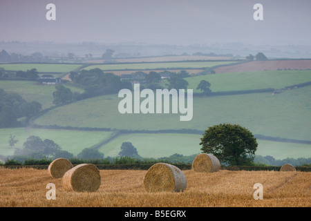 Hay bales in a field on a misty summers morning Morchard Bishop Devon England Stock Photo