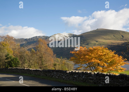 Nantlle Gwynedd North Wales UK Acer tree in autumn colour in valley with mountains of Nantlle Ridge in Snowdonia 'National Park' Stock Photo