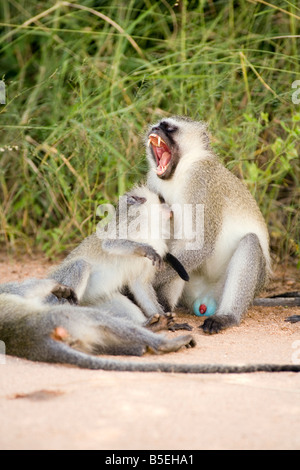 Africa, Cape Town, Vervets (Cercopithecus aethiops) Stock Photo