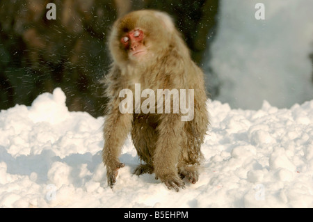 Japanese macaque Macaca fuscata shaking off snow in winter in Jigokudani monkey park Japan Stock Photo