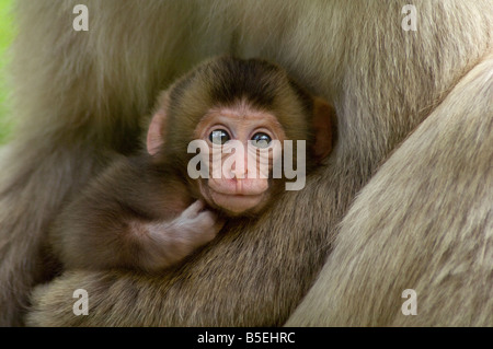 Mother clasps newborn snow monkey Macaca fuscata Japan Stock Photo