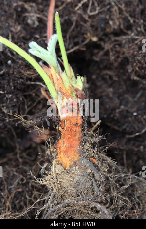 STRAWBERRY CROWN ROT Phytophthora cactorum SECTION THROUGH INFECTED PLANT SHOWING EXTENSIVE ROT Stock Photo