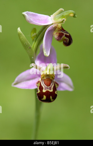 Wild Bee Orchid (Ophrys apifera) on a Norfolk meadow UK Stock Photo