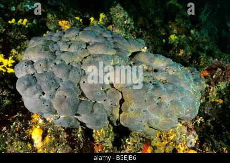 Bath Sponge (Spongia officinalis) in reef Stock Photo