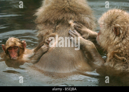 Young Japanese macaques or snow monkeys Macaca fuscata grooming mother in a hot pool Jigokudani monkey park Japan Stock Photo