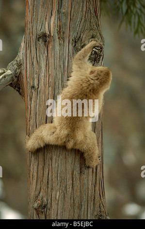 Japanese macaque or snow monkey Macaca fuscata climbing tree series 3 of 3 Stock Photo