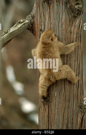 Japanese macaque or snow monkey Macaca fuscata climbing tree series 2 of 3 Stock Photo