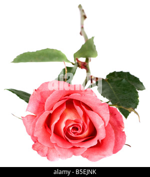 Beautiful pink rose isolated on white Stock Photo - Alamy