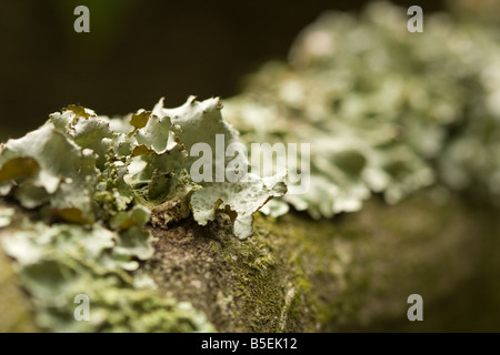 Macro shot of Common Green Shield Lichen (Flavoparmelia caperata) growing on a tree branch Stock Photo