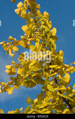 Maidenhair tree Ginkgo biloba turning colour in autumn Stock Photo