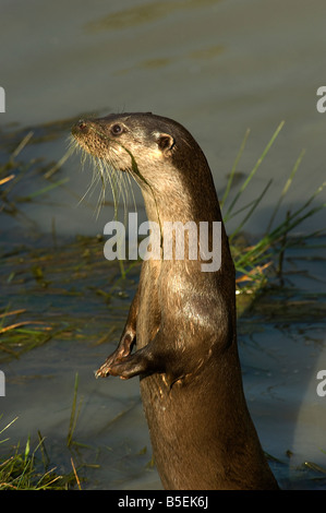 Alert European otter Lutra lutra stands up showing whiskers or vibrissae Stock Photo