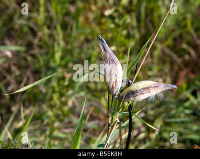 A double seedpod captured in autumn along the Hudson River in upstate New York. Stock Photo