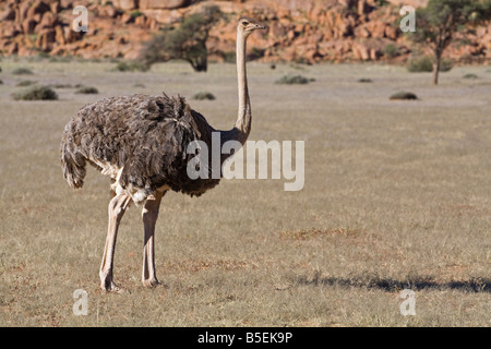 Africa, Namibia, Ostrich ((Struthio camelus), close-up Stock Photo