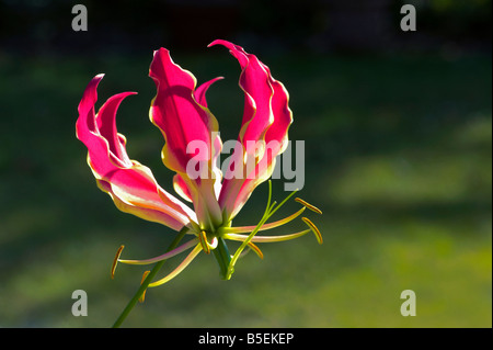 Glory lily Gloriosa superba Stock Photo