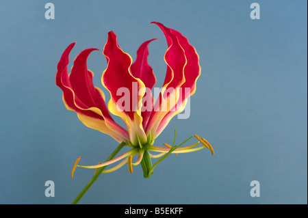 Glory lily Gloriosa superba Stock Photo