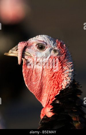 Free range Norfolk turkeys at a local farm in the Norfolk Countryside Stock Photo