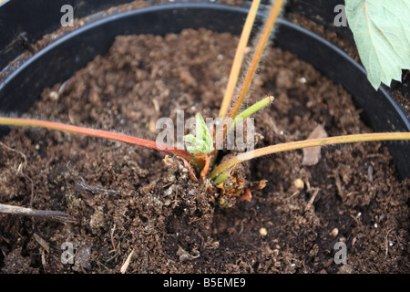 STRAWBERRY CROWN ROT Phytophthora cactorum SOMETIMES THE PLANT CAN MAKE A PARTIAL RECOVERY Stock Photo