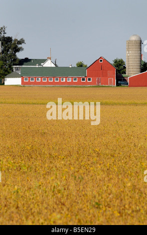 Farm buildings and a soy bean field in the midwestern USA Stock Photo