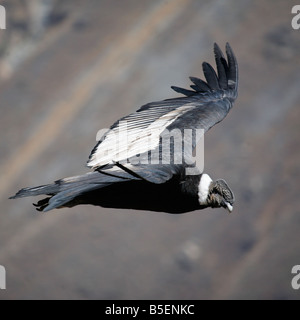 Adult male condor in flight in the Colca Canyon, near Arequipa, Peru Stock Photo