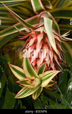 Ornamental pineapple Ananas comosus variegatus new shoot growing out from top of flower Stock Photo