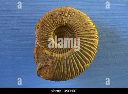 Circle shell fossil Stock Photo - Alamy