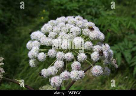 Wild Angelica (Angelica sylvestris) with spotted longhorn beetles (Rutpela or Strangalia maculata), Italy Stock Photo