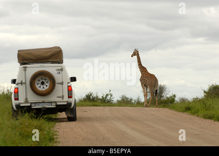 A car on safari stops to look at a giraffe in Kruger National Park, South Africa. Photo: Eva-Lotta Jansson Stock Photo