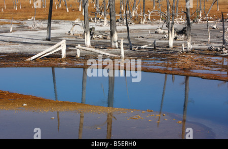 Dead trees reflected in blue water of Opalescent Pool, Black Sand Basin, Yellowstone National Park Stock Photo