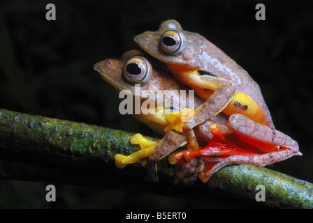 Rhacophorus cf rhodogaster-mating. A species of Gliding frog. Arunachal Pradesh. India. Stock Photo