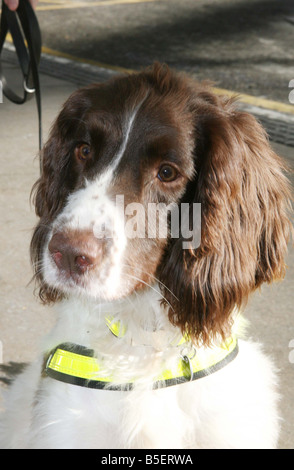 Max the 4 year old Springer Spaniel who apears on a new postage stamp The sniffer dog is based at Heathrow airport and is used to search for cash being trafficked through London s airport system Stock Photo