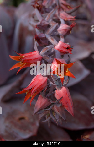 Echeveria 'Afterglow' Stock Photo