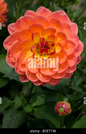 Dahlia 'Pam Howden' Stock Photo