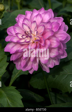 Dahlia 'Blue Wish' Stock Photo