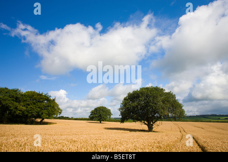 Summer crop field near Chawleigh in rural Devon England Stock Photo