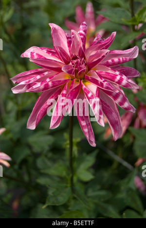 Dahlia Pink Giraffe Stock Photo - Alamy