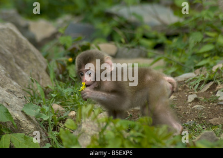 Newborn Japanese macaque Macaca fuscata tasting flower Jigokudani Monkey Park Shiga Heights Honshu Island Japan Stock Photo