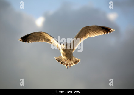 Seagull flying Stock Photo