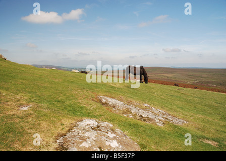 A horse peacefully grazes in on Dartmoor National Park, Devon, England. Stock Photo