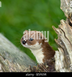 Weasel Mustela nivalis framed with dead wood Stock Photo