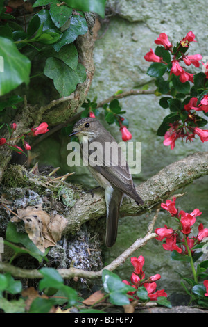 SPOTTED FLYCATCHER Muscicapa striata AT NEST WITH YOUNG SIDE VIEW Stock Photo