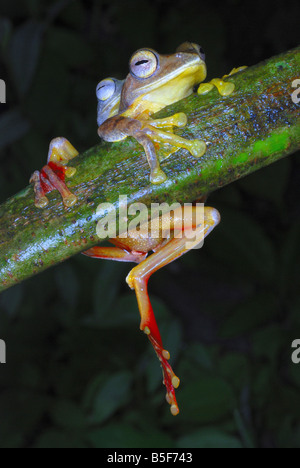 Rhacophorus cf rhodogaster - mating. A species of Gliding frog. Arunachal Pradesh. India. Stock Photo