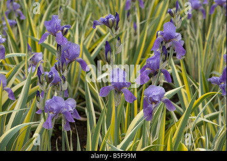 Raindrops on Iris pallida variegata Stock Photo