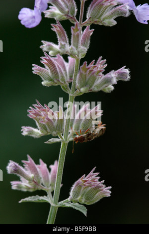 Bugs (Elasmucha grisea) mating on a catnip flower Stock Photo