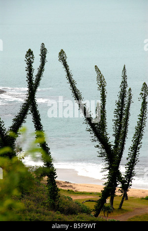 Tortoses bay New Caledonia Stock Photo