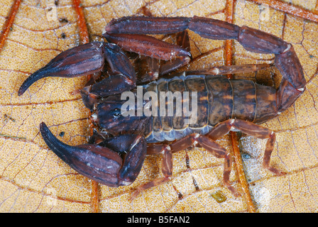Chaerilus pictus  Family : CHAERILIDAE  Male. An extremely RARE species of scorpion. Restricted to the trans himalayan forests. Stock Photo