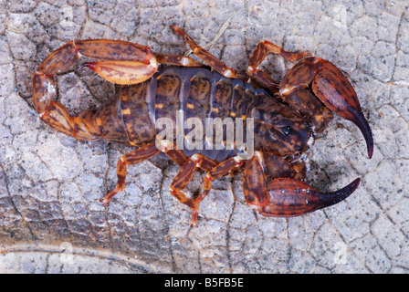 Chaerilus pictus  Family : CHAERILIDAE Female. An extremely RARE species of scorpion. Restricted to the trans himalayan forests. Stock Photo