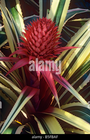 Ornamental pineapple Ananas comosus variegatus Stock Photo