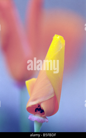 Close-up of a california poppy flower Stock Photo