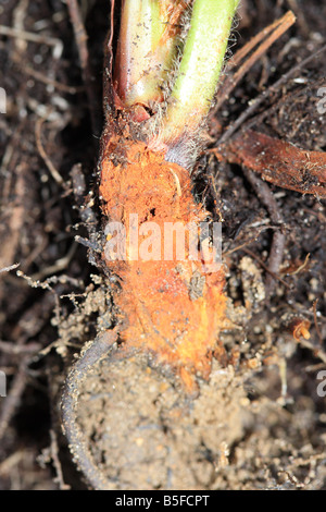 STRAWBERRY CROWN ROT Phytophthora cactorum SECTION THROUGH INFECTED PLANT SHOWING EXTENSIVE ROT Stock Photo