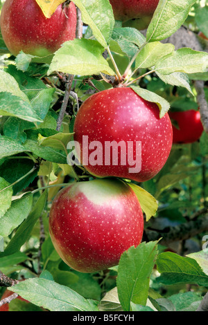Apples 'Rome Beauty'  hanging on branch. Stock Photo